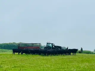 Wagyu køer og tyr for salg