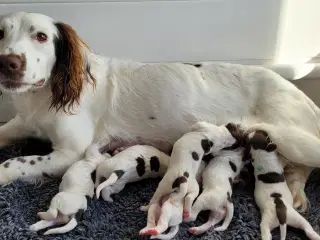Ft Springer spaniel hvalpe med stamtavle