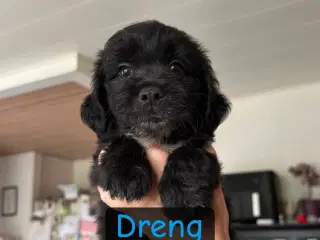 Hundehvalpe søger deres nye familier 