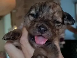 Aussie/lagotto. Skønne krøller 