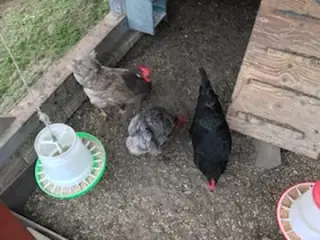 3 grønlægger 1år
