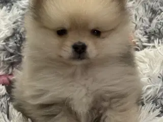 Mini Pomeranian 
