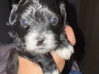 Ægte bichon  havanais.