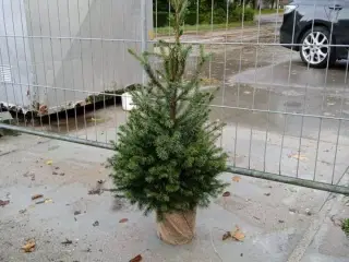 50 stk. Picea omorika 125-150 cm.