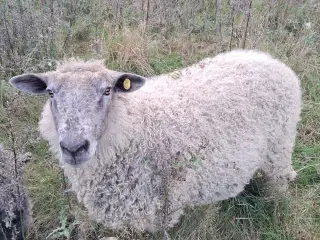 Vædder 
