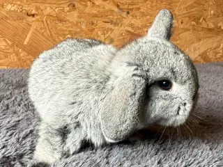 Minilop unge - farven er chinchilla