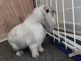 Renlig 10 mdr. Og Kastreret