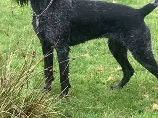 Ruhåret hønsehunde hvalpe