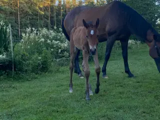 Holstener hoppe sælges 