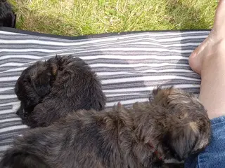 Havepoo hvalpe søger nyt hjem 