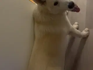 Alaska malamut og tjekkisk ulvehund