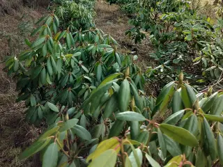 Store Rhododendron planter