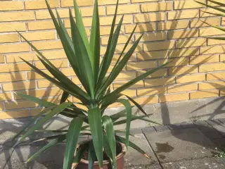 Yucca palmer