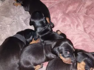 Korthåret Standard Gravhunde