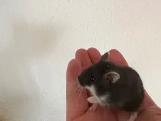 Hamster hun 