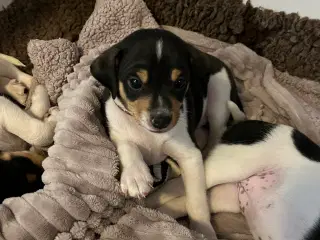 Han hvalp sælges snart 8 uger gammel