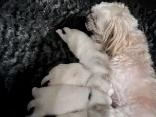 Boomer hvalpe (Shih Tzu/Malteser)