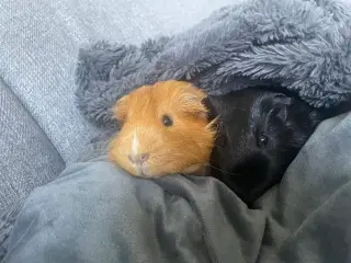 2 brødre søger nyt kærligt og blivende hjem 