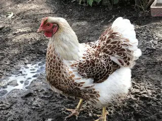 Æglæggende høns 