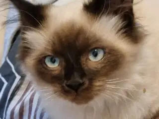 Ragdoll han killing