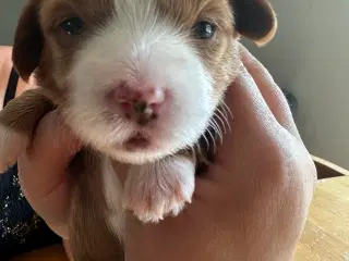 Fantastisk dejlig familiehund allergivenlige