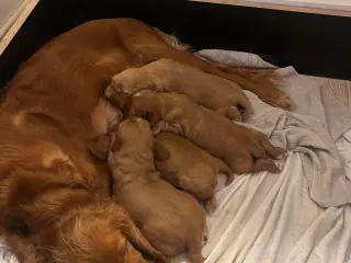 Engelsk cockerspaniel hvalpe sælges