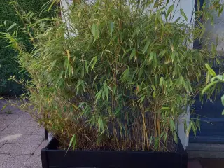 En maxiflexkasse med store bambus chjjjvc