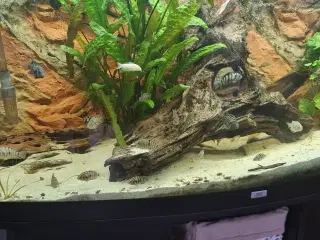 Zebra cichlider