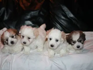 Legesyge raceægte Coton de Tulear hvalpe