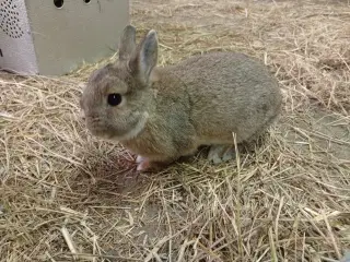Buster søger hjem
