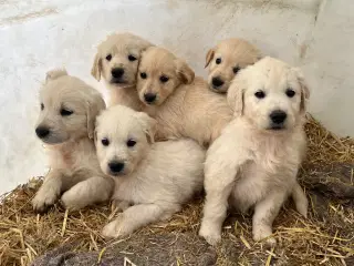 7 Golden retriever hvalpe sælges