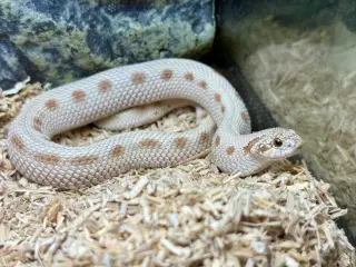 1.0 Frosted Conda 100% het albino 