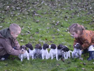 Sprocker og tysk langhåret 