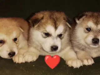 Alaskan m - tjekkiske ulveh.- chow chow - husky