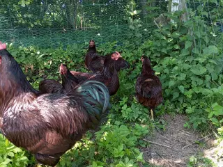 Rhode Island Red  rugeæg 10 kr