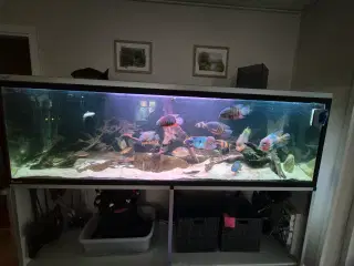 660 l. akvarie m. ekstern pumpe og fisk bl. a. 