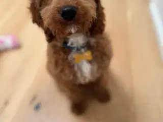 Cockapoo hvalp søger nyt kærligt hjem 🥰