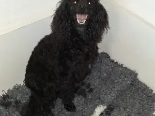 Puddel tæve