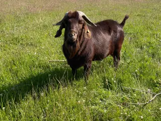 Udlejning af boerbuk