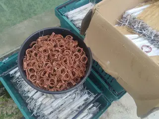 Tomatophæng, opbinding