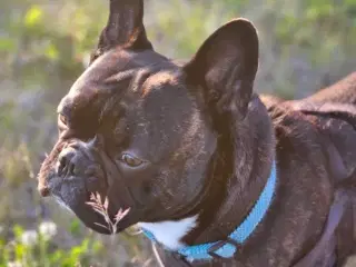 Fransk bulldog parring