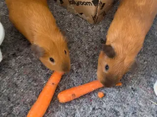 To søde han marsvin søger nyt hjem