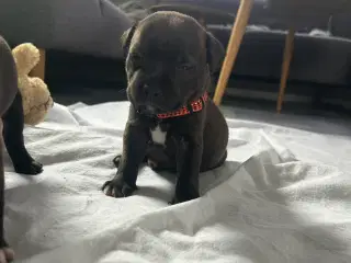 Staffordshire Bull terrier hvalpe