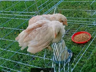 Faverolls dværg kyllinger