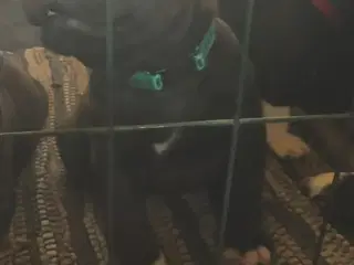 Staffordshire Bull Terrier