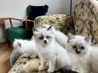 Ragdoll killinger 