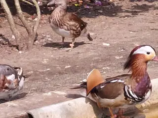 Mandarin and 