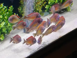 Tropheus Regnbuer 