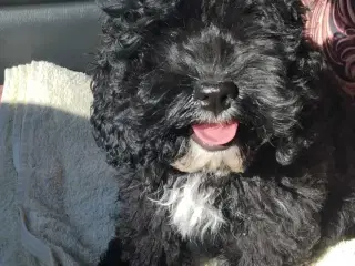 Dejlig Cockapoo pige 