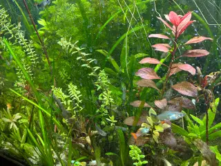 🌿 Levende akvarieplanter – 2stk. | sendes via GLS